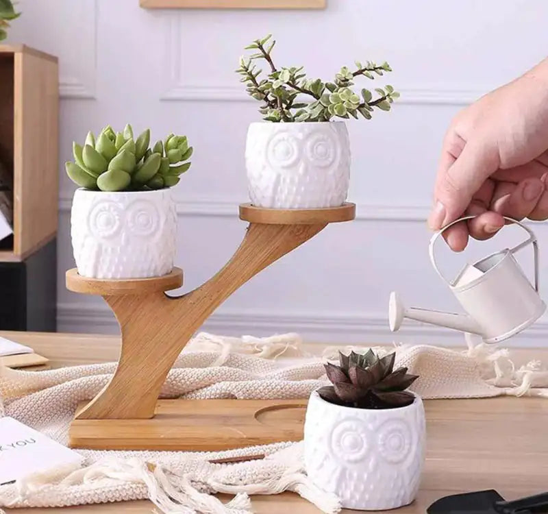 Succulent Owl Pots & Bamboo Shelf