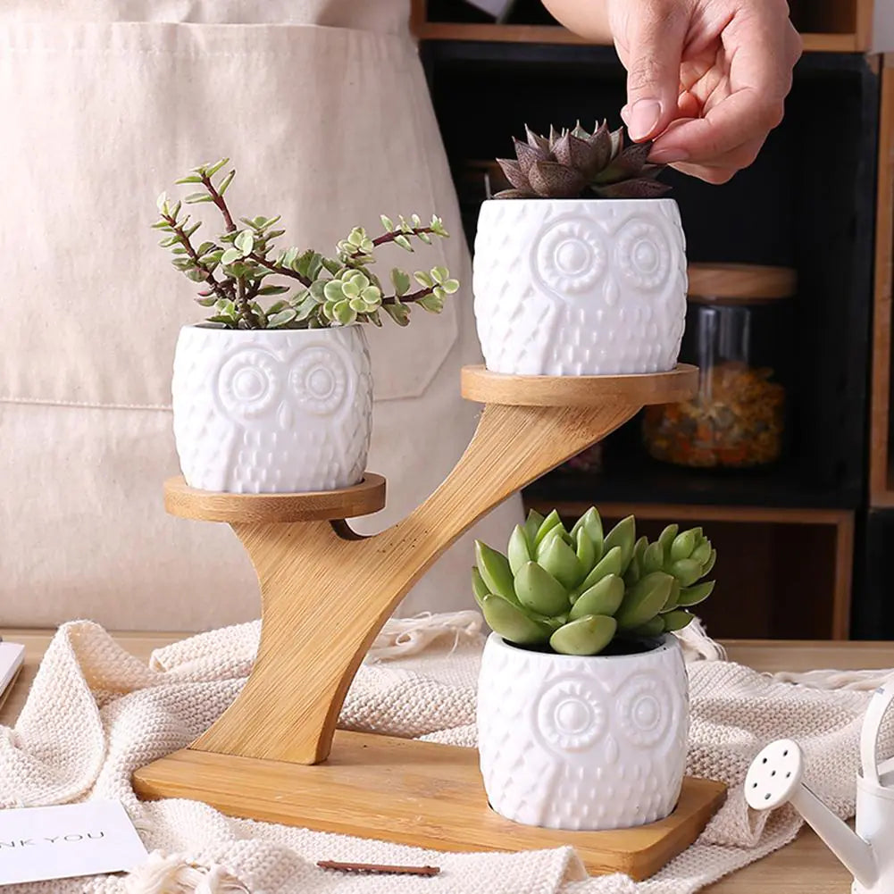 Succulent Owl Pots & Bamboo Shelf