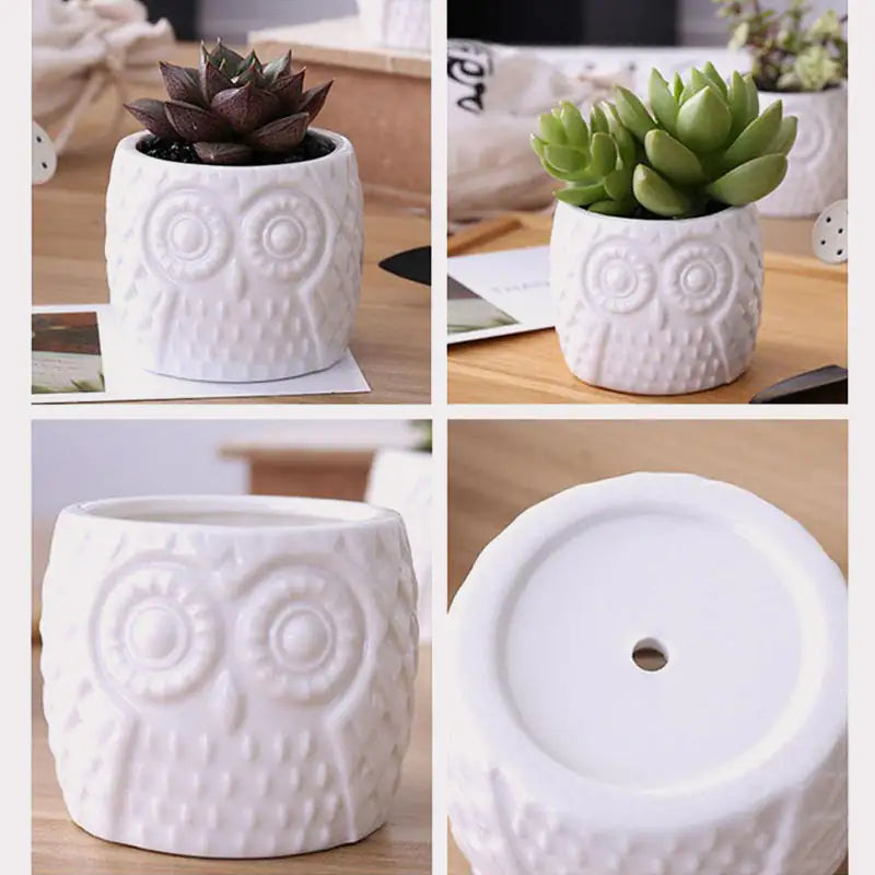 Succulent Owl Pots & Bamboo Shelf